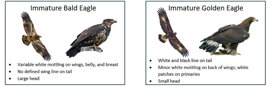 Two boxes. One box has an image of an immature bald eagle with its characteristics and the other box shows an immature golden eagle with its characteristics. Two boxes. One box has an image of an immature bald eagle with its characteristics and the other box shows an immature golden eagle with its characteristics.